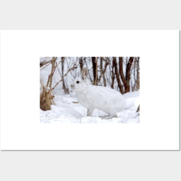 Snowshoe Hare Wall Art by Jim Cumming